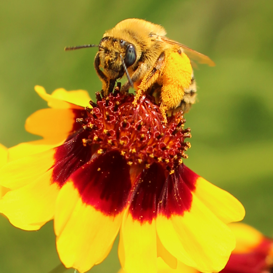 About The Xerces Society | Xerces Society